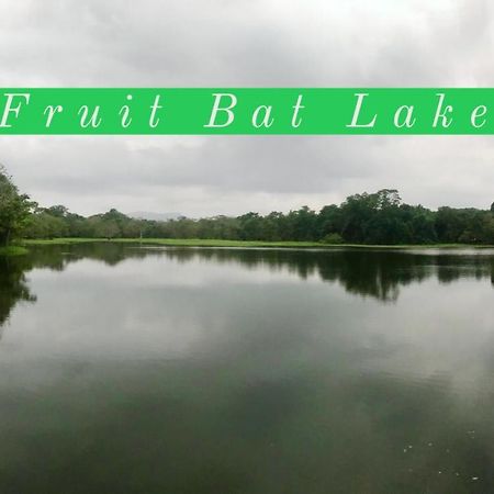 The Green Jungle Dambulla Luaran gambar
