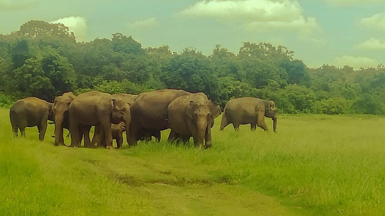 The Green Jungle Dambulla Luaran gambar